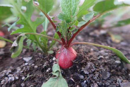 Red radish growing in the vegetable garden. Growing organic vegetables.の写真素材