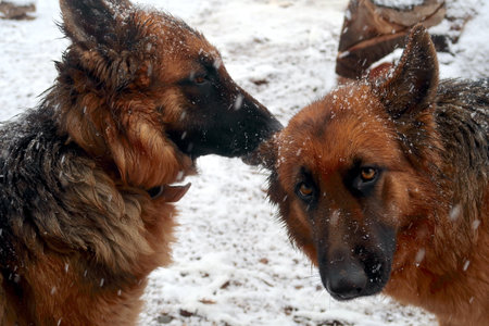 German shepherd and german shepherd are fighting in the snow in winter licking each otherの写真素材
