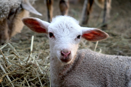 Cute little lamb in the farm, close-up portrait.の写真素材