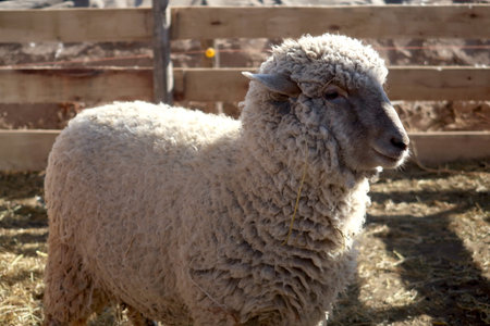 Sheep in the pen on the farm. Close-up.の写真素材