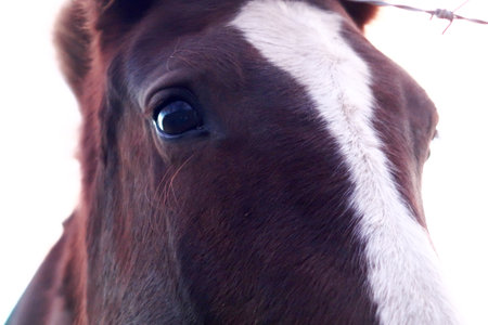 Close up of a horse head looking at the camera in a farmの写真素材