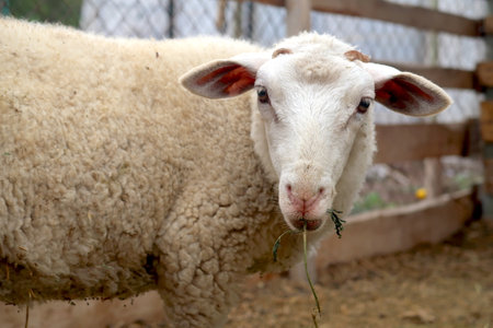 Sheep in a farm, close-up portrait of a sheepの写真素材