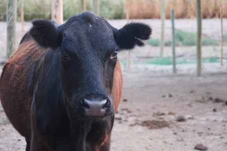 Black cow in the paddock of a farm. Close-up.の写真素材