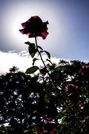 spring flowerの写真素材