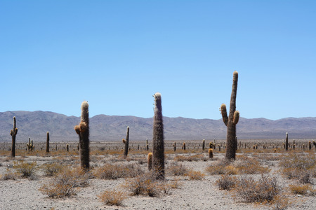 Mountain landscape with cactus in Los Cardones, Salta province. Northern Argentina.の写真素材