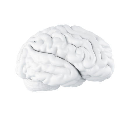 Human brain. Science anatomy concept. Isolated white background. 3d illustration.