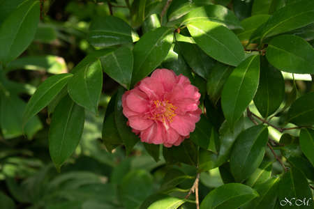 Giardini La Mortella, Ischia, Campania, Italy. Photo of a camelliaの写真素材