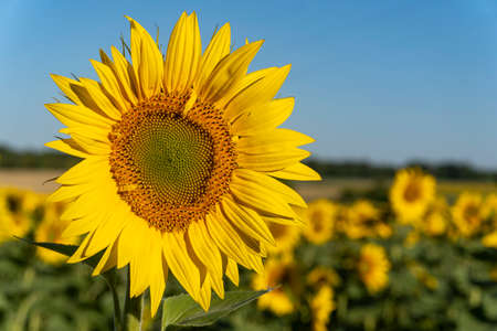 Sunflower field in Southern France. Summer plantation.の写真素材
