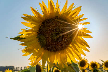 Sunflower close-up. Sunflowers plantation in southern France near Cognac.の写真素材