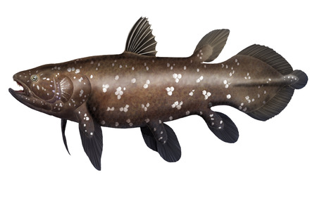 Fish in the order Coelacanthiformes, thought until 1938 to have been extinct for 70 million years.