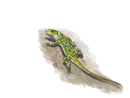 Running Ocellated Lizard digital illustrationの写真素材