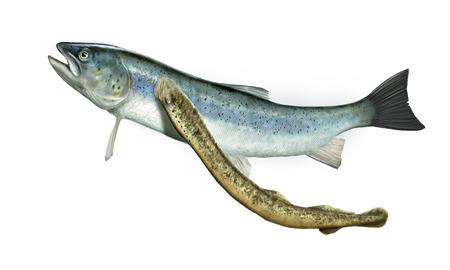 Digital illustration of a Lamprey feeding from a salmonの写真素材