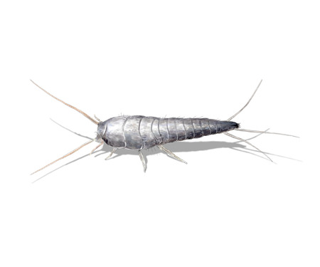Digital illustration of a silverfish or fishmothの写真素材