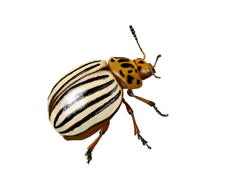 Digital illustration of a potato beetle  isolatedの写真素材