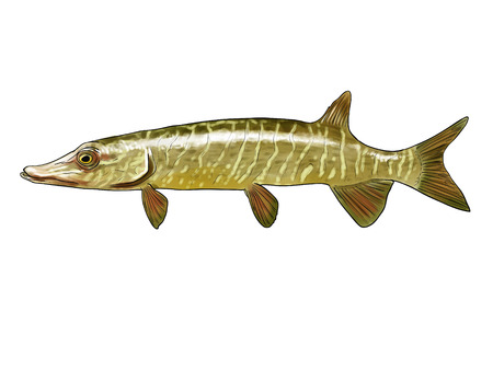 Northern pike Digital inked illustrationの写真素材