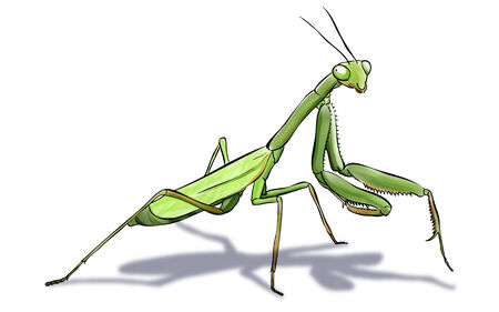 Digital illustration of a green mantisの写真素材