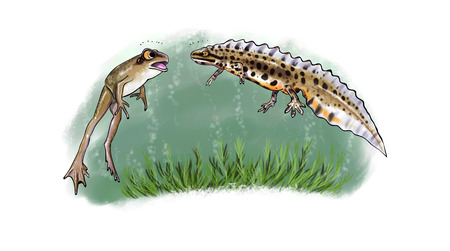 Newt and frog facing digital illustrationの写真素材