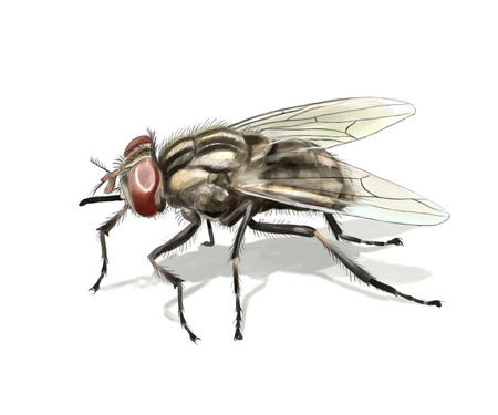 Digital illustration of a common fly isolatedの写真素材