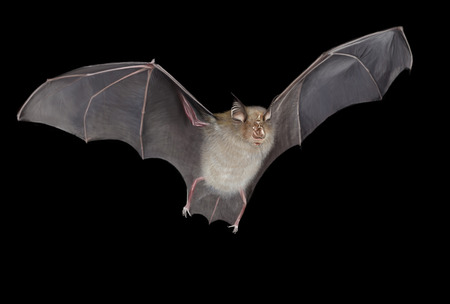 Horseshoe bat digital illustration , black backgroundの写真素材