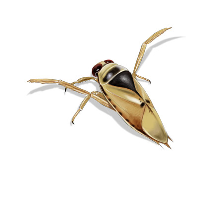 Digital illustration of a common backswimmer, isolatedの写真素材
