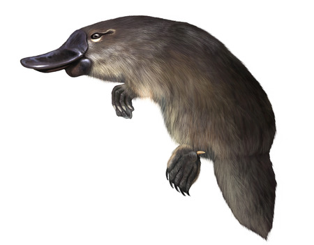 Digital illustration of a  platypus isolatedの写真素材