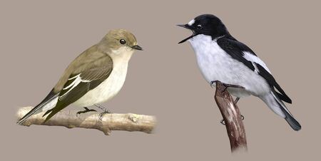 Digital illustration of a European Pied Flycatcher coupleの写真素材