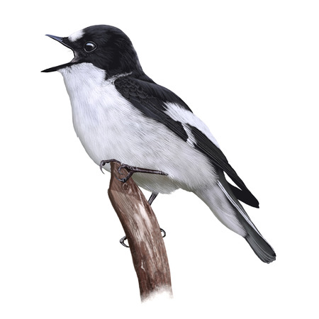 Digital illustration of a European Pied Flycatcherの写真素材