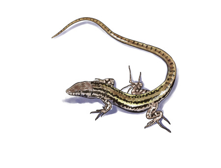 Lizard digital illustration, long tailの写真素材
