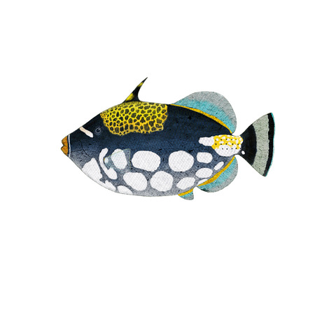Digital illustration of a triggerfishの写真素材