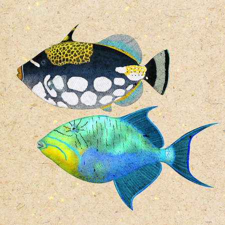 Digital illustration of a triggerfish