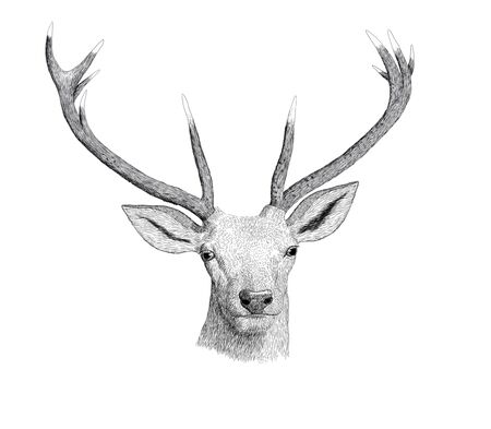 Digital ink illustration of a deer headの写真素材