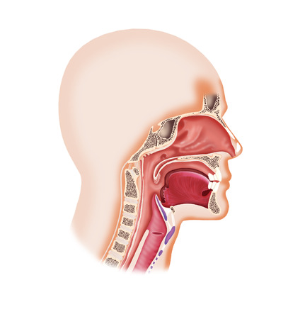 Digital illustration of a human face cavity with larynx, nose, mouth,tongueの写真素材