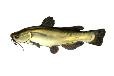 Digital illustration of freshwater fish, black bullheadの写真素材