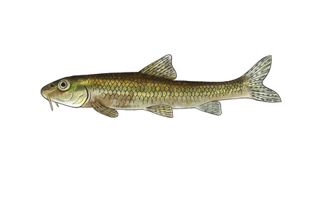 Digital illustration of freshwater fish,gudgeonの写真素材