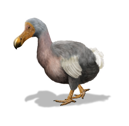 Digital illustration of a dodoの写真素材