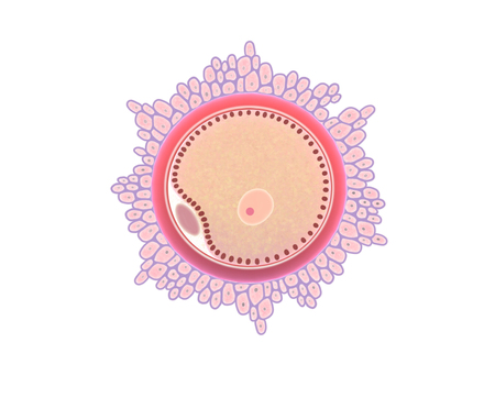 Digital illustration, parts of the ovuleの写真素材