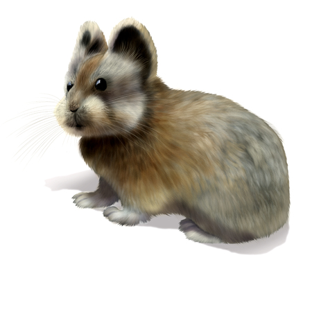 Digital illustration of a Ochotona iliensis, ili pikaの写真素材