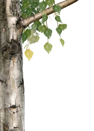 Digital illustration of a birchの写真素材