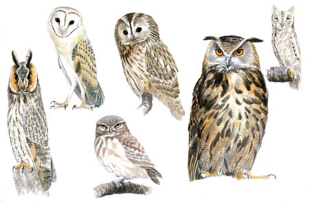 Original owls portrait watercolor, hand paintedの写真素材