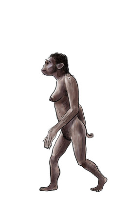 Human evolution digital  illustration, homo erectus, australopithecus,sapiensの写真素材