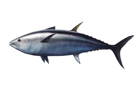 digital illustration of a tuna, Thunnus thynnusの写真素材