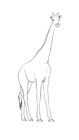 Digital illustration made with tablet of an African giraffeの写真素材