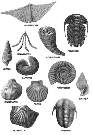 Digital illustration of a bunch of marine fossilsの写真素材