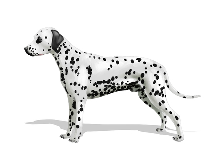 Digital illustration of a dalmatian dogの写真素材