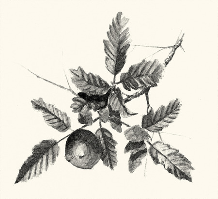Botanical digital engraved illustrationの写真素材