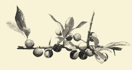 Botanical digital engraved illustrationの写真素材