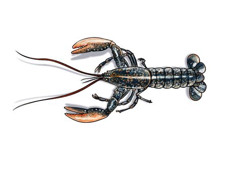 Digital watercolor of a lobsterの写真素材