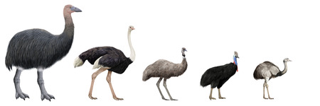 Digital illustration of Flightless large birds comparationの写真素材