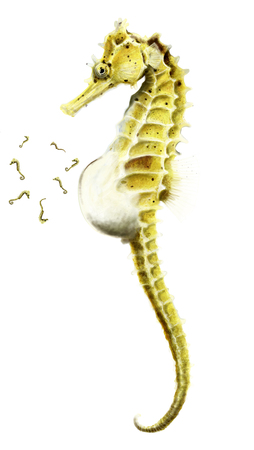 Sea horse giving birth illustrationの写真素材