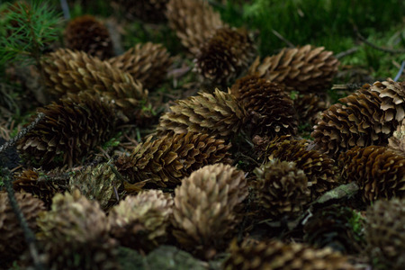 autumn is coming soonの写真素材